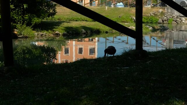 Duck walking in the grass by the river. Brown duck navigating grassy riverbank, wooden railing framing scenic background with soft water reflection and urban landscape beyond