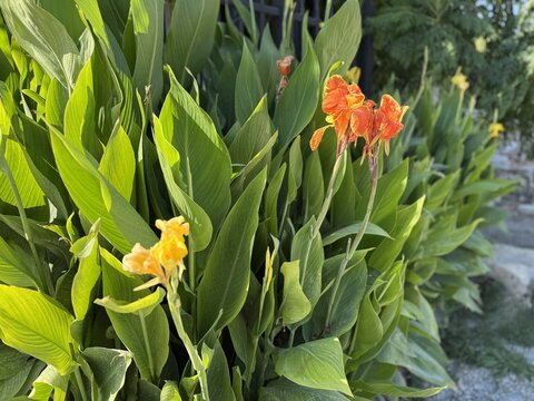 Vibrant orange canna lily flowers (Canna indica) blooming amidst broad green foliage under bright sunlight. Ideal for botanical, tropical garden, and landscape design concepts.