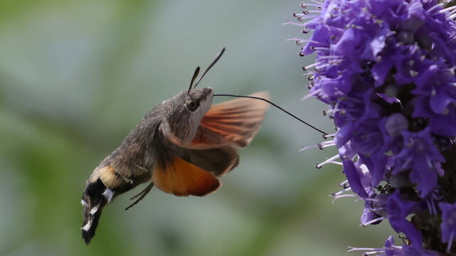 Hummingbird hawk-moth in flight on violet flower, Macroglossum stellatarum