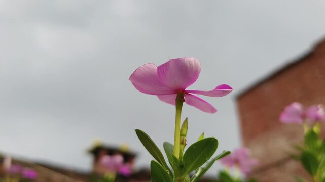 Single Pink Periwinkle Under Cloudy Sky