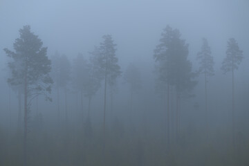 Silhouettes of tall pine trees in dense blue fog © Happyphotons