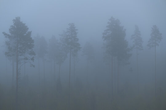 Silhouettes of tall pine trees in dense blue fog