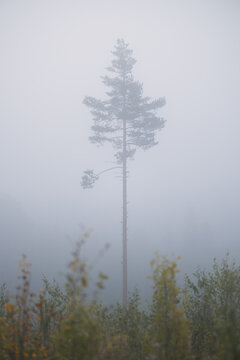 Solitary pine tree standing in thick autumn fog