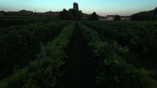Cinematic proximity flying drone shot moving through rows of grapevines at sunset
