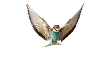 Obraz premium A European Bee-eater (Merops apiaster) hovering in mid-air, isolated against a transparent background, with its wings spread wide as it soars upward.