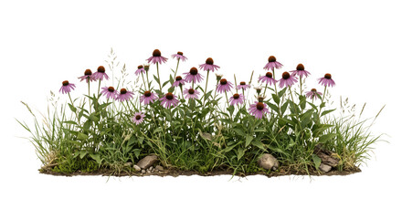 Obraz premium Realistic isolated plant featuring purple coneflower garden border with long stems, grasses, and natural rocks on a transparent background, with visible roots, with clean edges, high resolution.