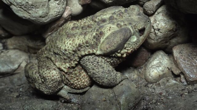Big frog common toad - Bufo bufo spinosus