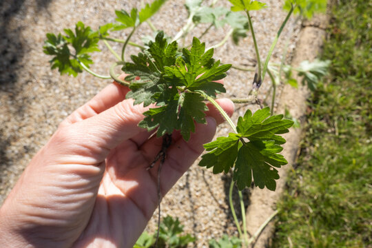 Weed or flower concept. Gardener pulling up a geranium mistaken for a weed. Weeding, olant identification, gardening mistakes and everyday garden maintenance