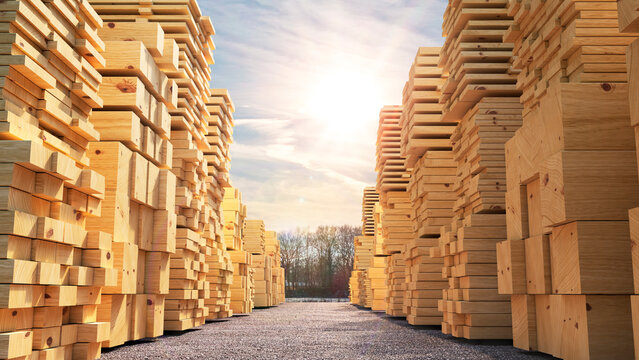 Large stacks of freshly cut wooden lumber boards stored outdoors in a timber yard, illuminated by warm sunlight. Construction timber, sawn wood, 