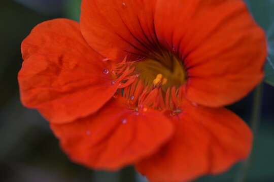 Close-up macro of a vibrant orange nasturtium flower (Tropaeolum majus) with delicate water droplets on the petals and intricate floral details, set against a soft dark background.