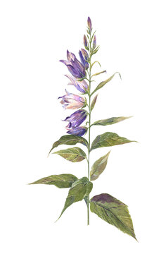 Watercolor illustration of a purple bellflower isolated on transparent background. This flower is painted from nature with all its flaws. For stickers, books, scrapbooking