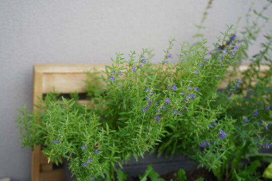 Flowering hyssop (Hyssopus officinalis) with small blue-violet flowers and narrow green leaves growing in a planter in a natural balcony garden.