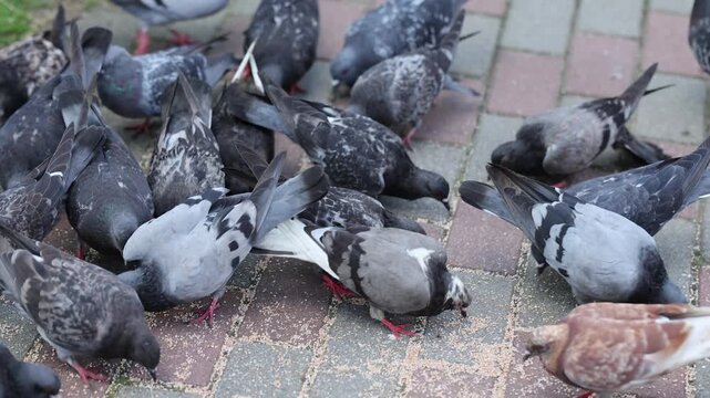 Flock of pigeons feeding on city sidewalk. Gray and black doves pecking food on paved street. Urban wildlife birds gathering and fluttering wings outdoors