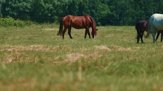 Brown and white horses grazing on a sunny pasture. Herd of equines eating grass in a green meadow. Farm animal lifestyle in rural landscape for nature theme.