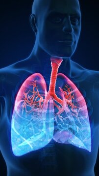 Fluid Filling Human Lungs in Transparent Chest Medical Vertical Animation