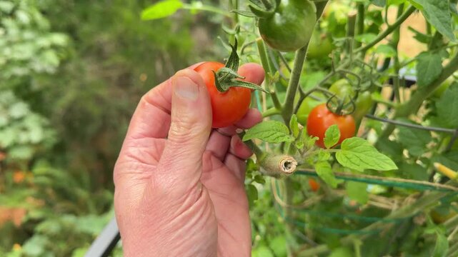 Close up of male hand harvesting small cherry tomato that has ripen on the vine during late summer season in natural sunlight outdoors in home garden 