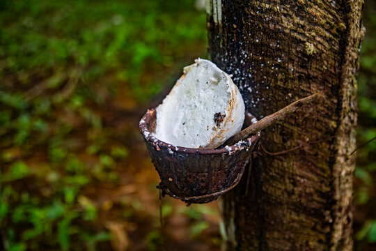 Harvesting white latex from a rubber tree on a plantation