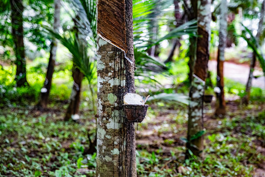Harvesting white latex from a rubber tree on a plantation