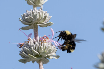 Colorful carpenter bee hovers near the sage wildflowers of Harmon Canyon for that sweet nectar or pollen © motionshooter