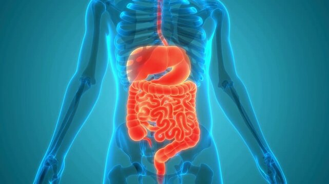 Detailed 3D illustration showing the human digestive system, including stomach and intestines, for advanced anatomical study and biological understanding