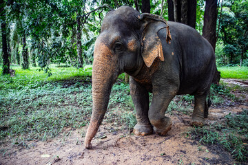 Obraz premium An Asian elephant is walking along a path through the dense jungle. Thailand, Phang Nga Province.