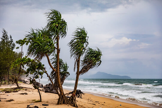 Tropical pandanus trees on a sandy seashore in a strong wind during a storm. Thailand, Phuket Island.
