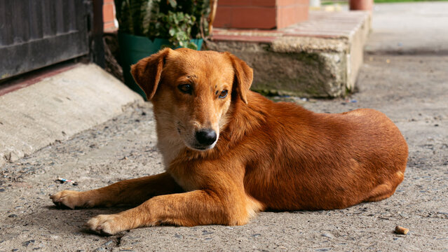 Stray Dog Resting on the Floor