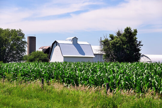 A mature corn crop partially obscures the barns and silos beyond the cornifield on an Illinois farm. 