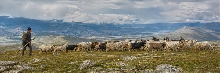 Fototapeta premium Shepherd herding flock of goats and sheep across grassy highland plateau with wooden staff. Rural livestock farming and pastoral life in mountains under dramatic cloudy sky.