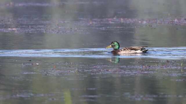 Mallard drake (Anas platyrhynchos) swimming in slow motion in the Kyburz marsh, Sierra County, California &mdash; iridescent green head shimmering in warm morning light.