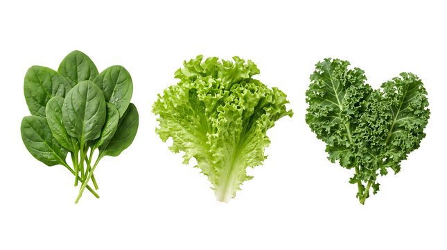 Fresh green leafy vegetables set, spinach and lettuce and kale leaves, organic salad greens isolated on white background
