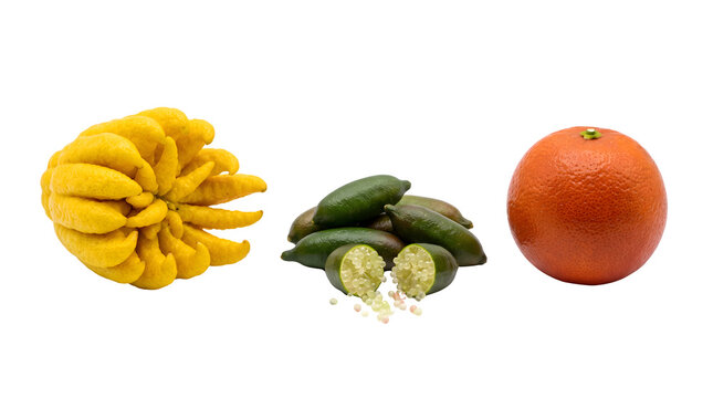 Exotic citrus fruit collection, Buddha's hand citron and finger limes with orange, gourmet tropical ingredients on white background