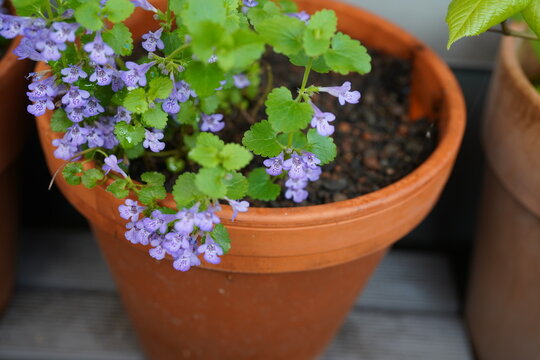 Flowering ground ivy (Glechoma hederacea) with small violet-blue flowers and rounded green leaves growing in terracotta pots, close-up with shallow depth of field.