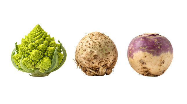 Fresh root vegetables and romanesco broccoli, organic celeriac and purple turnip on white background, healthy raw food ingredients
