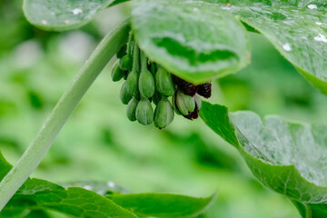 Fototapeta premium Dysosma versipelle (Podophyllum), Chinesischer Maiapfel, Niederlande