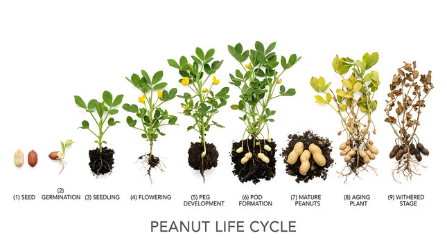 Peanut life cycle diagram showing growth stages from seed to mature plant with pods