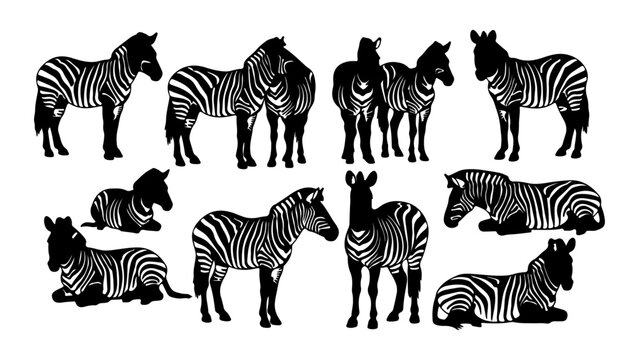 Group of Zebras Standing and Lying on Grass.