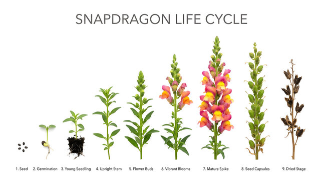 Snapdragon life cycle from seed to mature plant, showcasing growth stages and eventual seed dispersal