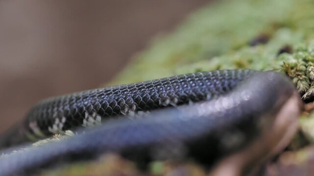 Jodi Pipe Snake cylindrophis jodiae has a dark, cylindrical body featuring narrow white or pale bands set against a mossy background.