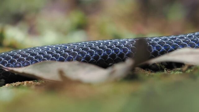 Jodi Pipe Snake cylindrophis jodiae has a dark, cylindrical body featuring narrow white or pale bands set against a mossy background.