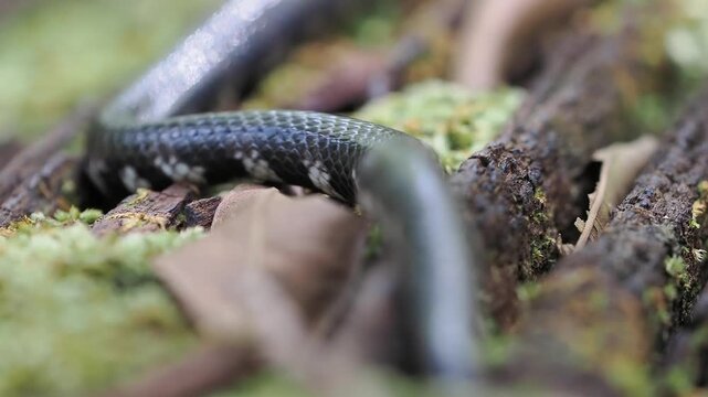 Jodi Pipe Snake cylindrophis jodiae has a dark, cylindrical body featuring narrow white or pale bands set against a mossy background.