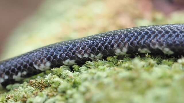 Jodi Pipe Snake cylindrophis jodiae has a dark, cylindrical body featuring narrow white or pale bands set against a mossy background.