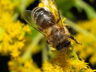 Yellow flowers glow beneath a busy bee © Dennis