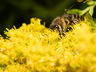 Bees gather nectar from vibrant yellow blooms © Dennis
