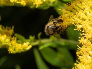 Golden yellow flowers sway gently in sunlit garden © Dennis