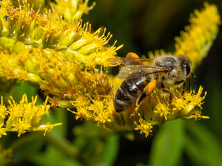 Yellow flowers glow warmly under sunlight © Dennis
