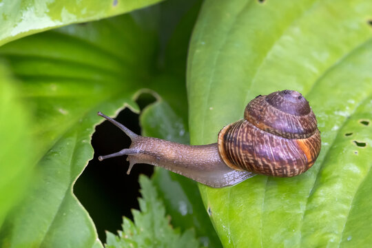 Copse snail (Arianta arbustorum) crawling on a lush green hosta leaf after the rain