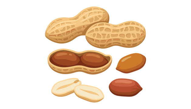 Raw organic peanuts vector illustration set with whole shells opened pods cracked husks kernels isolated on white background