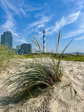 sand dunes and palm trees