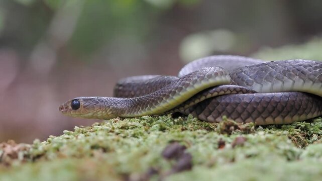 Ptyas korros is a harmless, non-venomous species native to south and southeast asia, shown here on a bed of green moss.